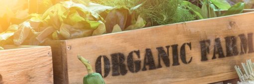 Organic Farm 2